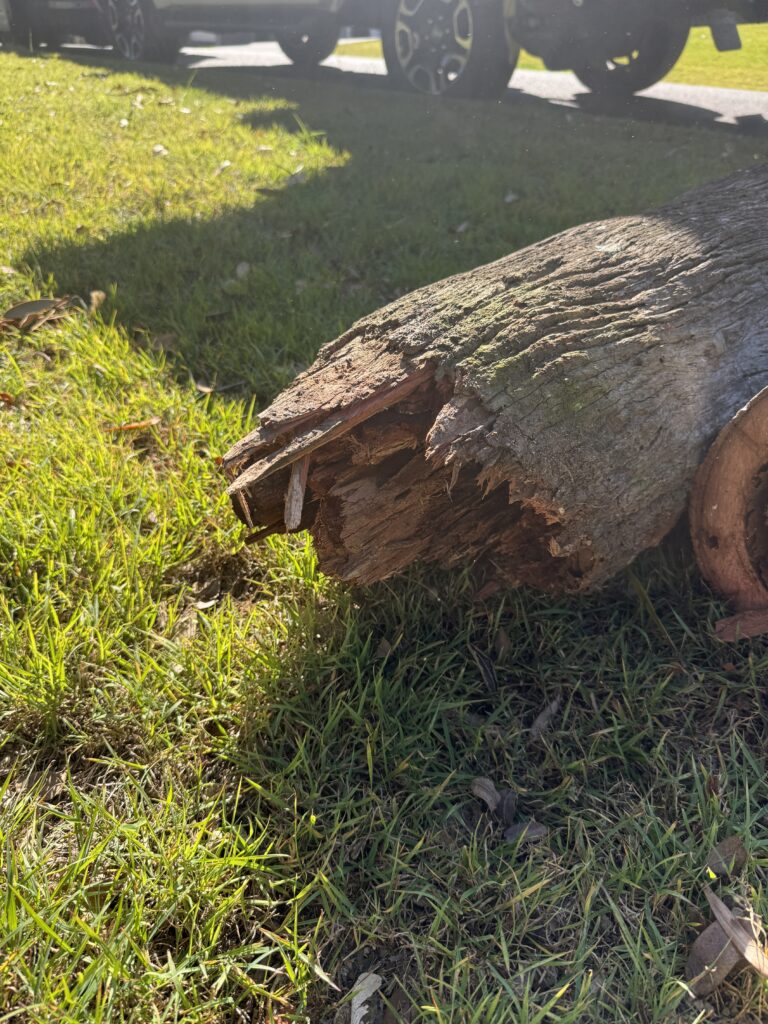 Cross-section of a failed private power pole in Kenmore showing internal rot at ground level